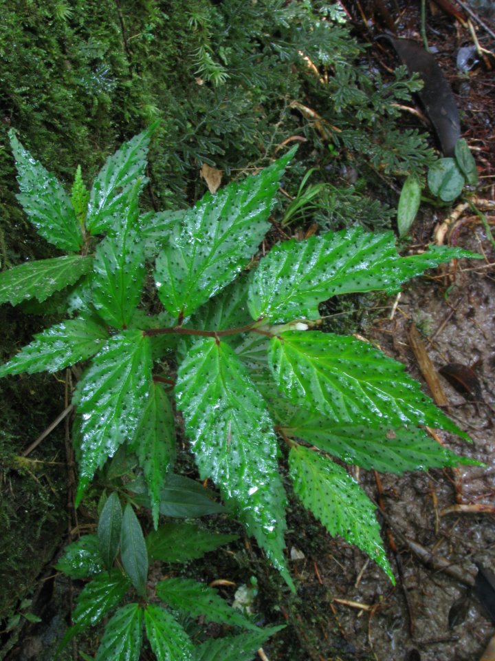 B. fuscisetosa